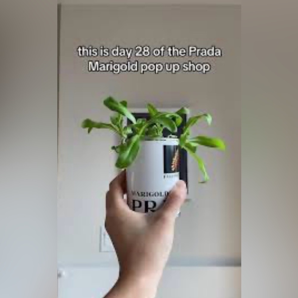 PRADA In Conversation With A Flower: MariGold Can Of Seed New Unopened - Picture 9 of 10